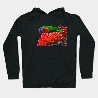 Rainbow Lorikeet Hoodie